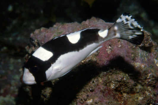 Spotted Sweetlips Size: XXL 6" to 7"