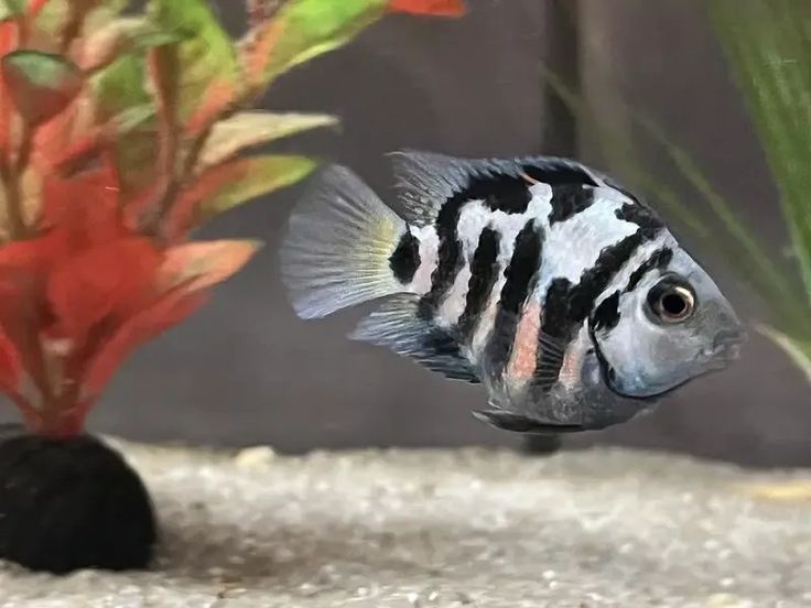 Polar Blue Parrot Fish