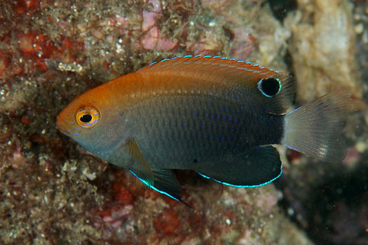 White Tail Damsel