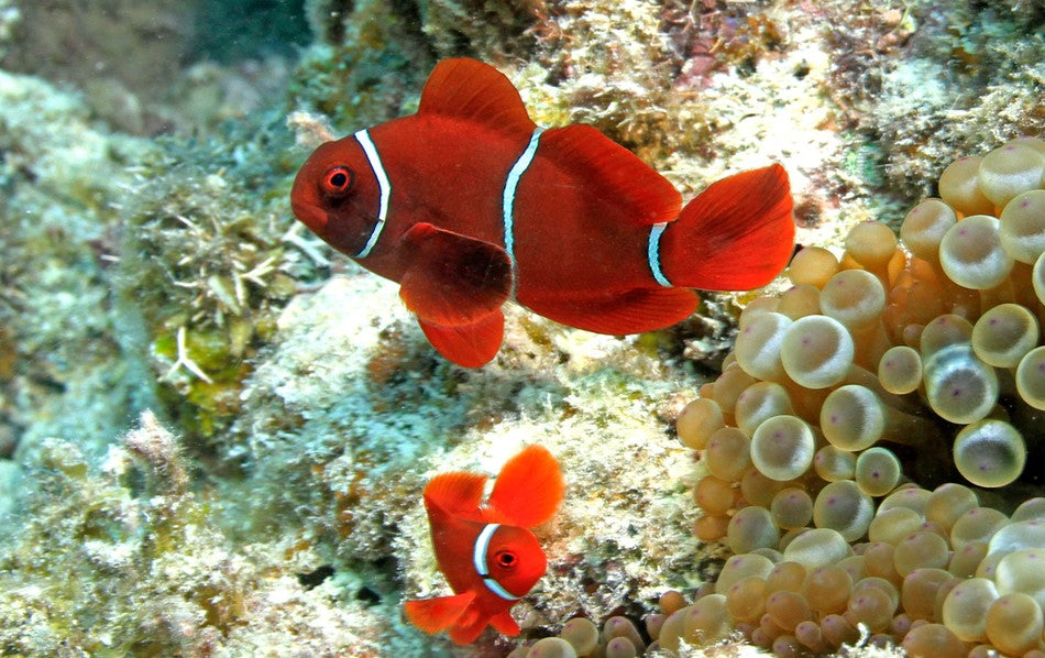 White Stripe Maroon Clownfish Mated Pair