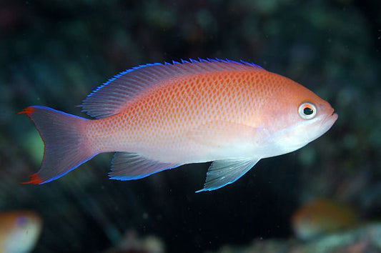 Tricolor Red Belt  Anthias Female