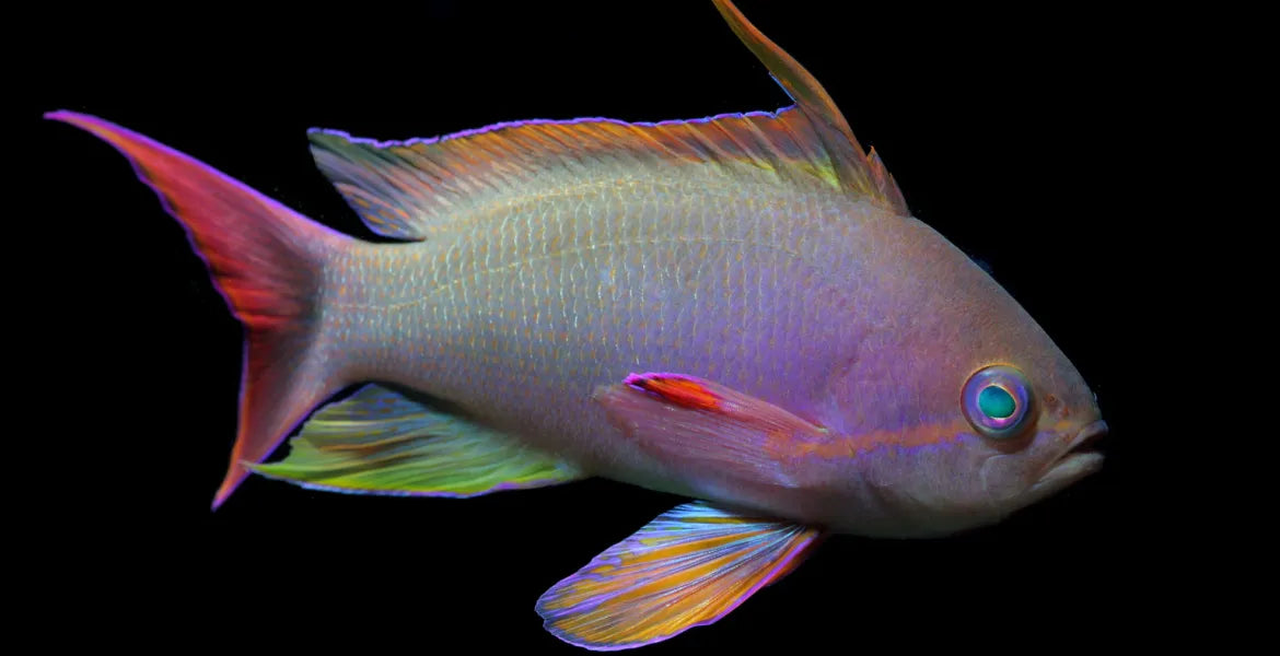 Supermale Red Breast Lyretail Anthias (Indonesia) Size: XXL/SHOW 3" to 4" - Violet Aquarium 