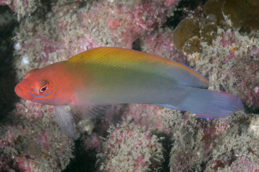 Australian Multicolor Dottyback Size: L 3" to 4"