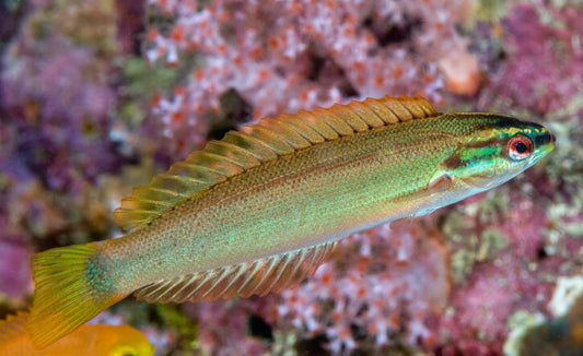 Rare Redspot Wrasse Size:  3" to 3.5"