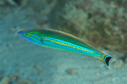 Pintail Wrasse - Violet Sea Fish and Coral