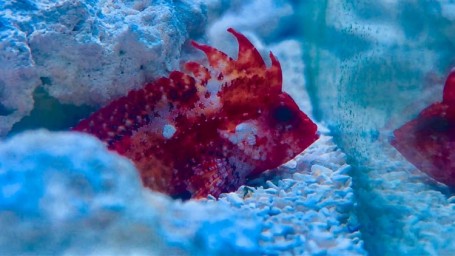 Red Rooster Pygmy Waspfish (Cockatoo Fish) – Violet Aquarium