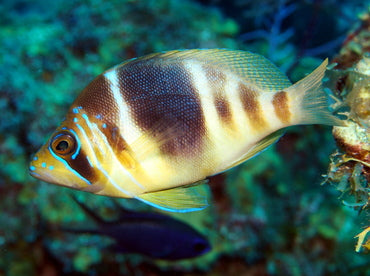 Barred Hamlet