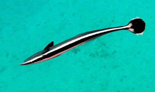 Remora Sucker Fish Size: ML 6" to 8"