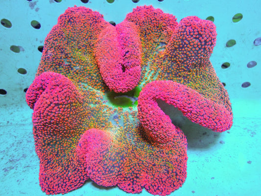 Aussie Rainbow Carpet Anemone Size: XXL/SHOW  12" to 24"