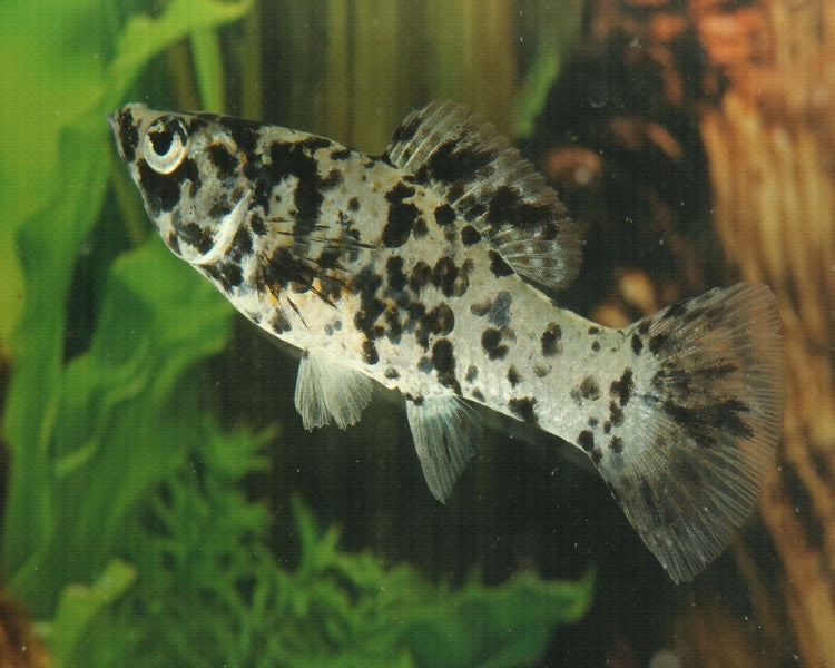 Molly Marble Size : S 1.5" to 1.75"