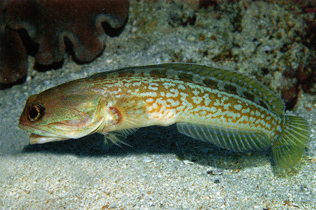 Very Rare Circastic Fringehead Size: XXXL/SHOW 6" to 7" - Violet Aquarium 