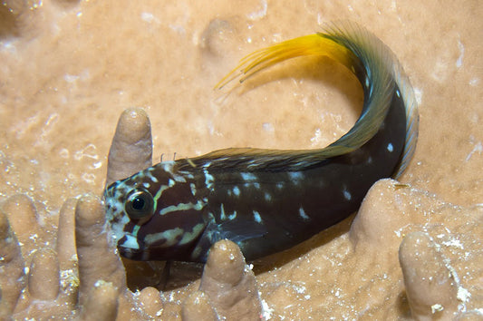 Blue Spot Black Widow Blenny