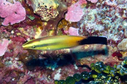 Rare Christmas Island Redlip Cleaner Wrasse