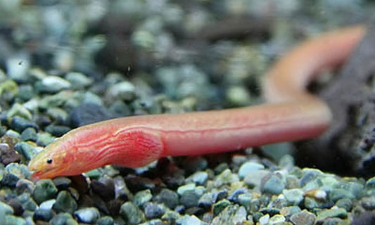 Purple Spaghetti Eel