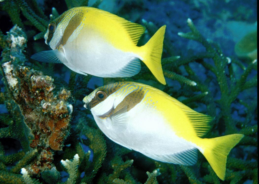 Scribbled Rabbitfish Size: XL 5