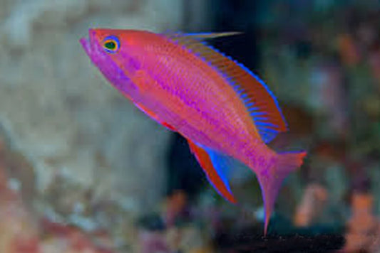 Randall's Anthias Size: L 3" to 4"
