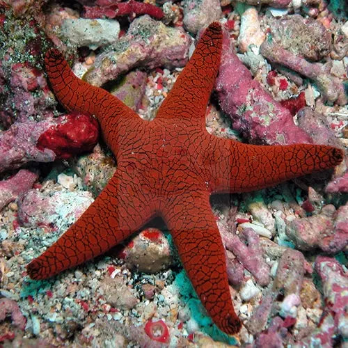 Red Fromia Starfish (millepora)