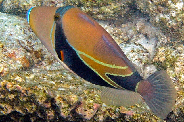 Rectangle Triggerfish - Violet Sea Fish and Coral