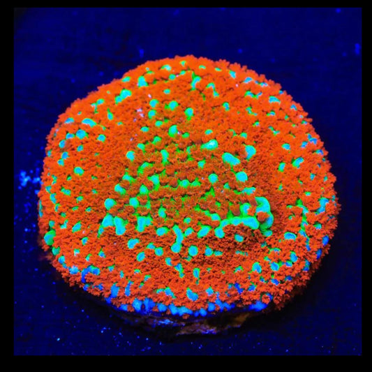 Aquaman Montipora Size: S Approx 0.5" to 0.75" Diameter