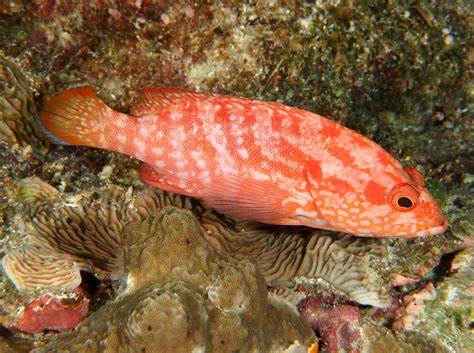 Strawberry Grouper Size: XL 6" to 7"