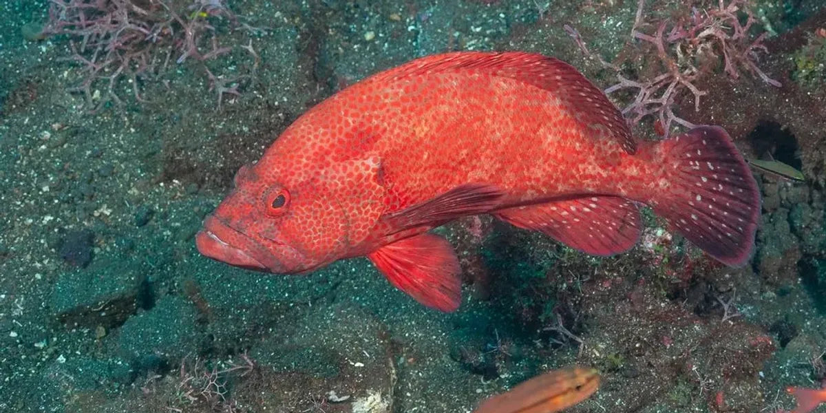 Strawberry Grouper Size: XL 6" to 7"