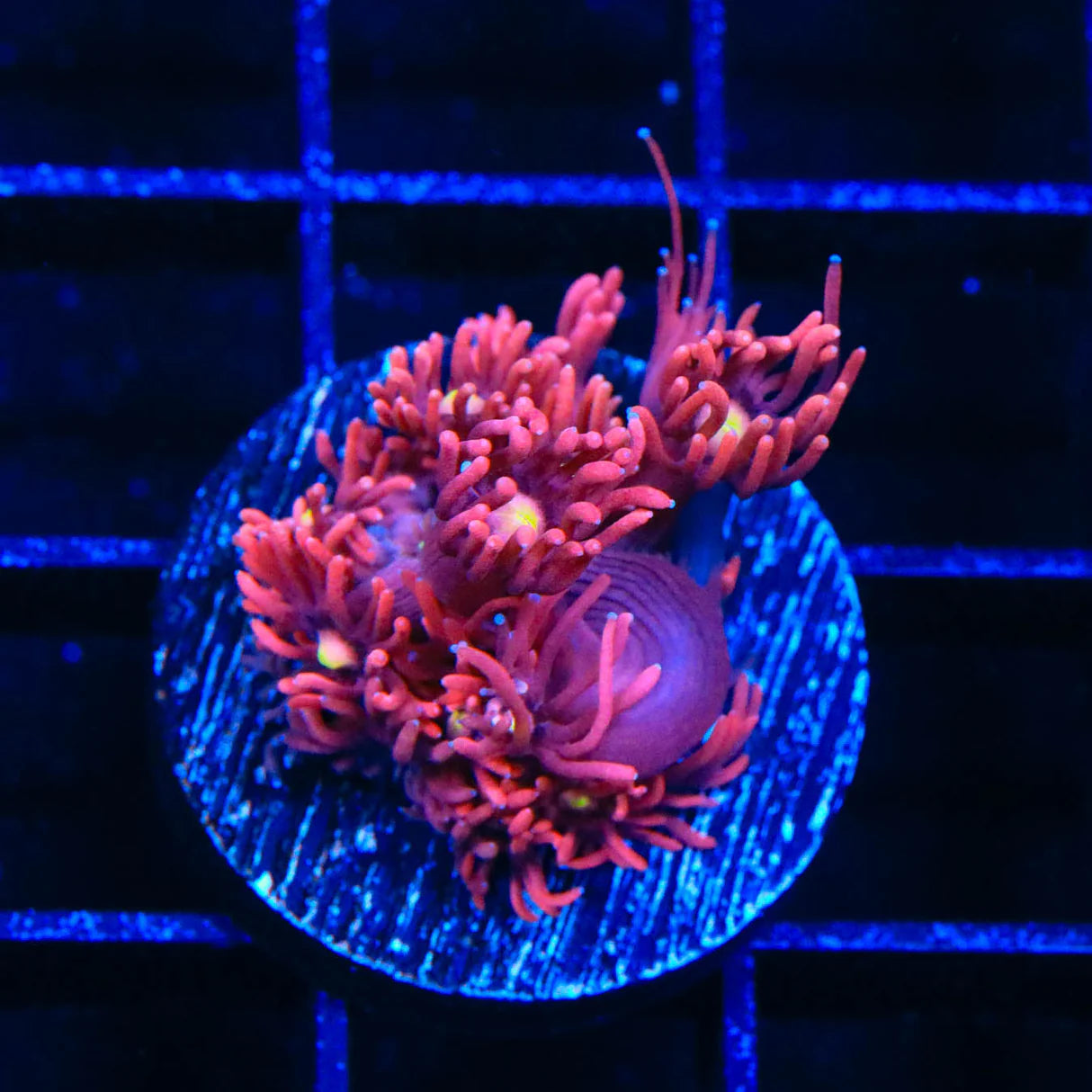 Dragons Breath Goniopora (Aquacultured)