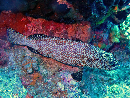 Multi Color Spotted Grouper - Violet Sea Fish and Coral