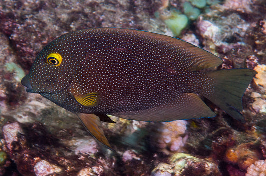 Yellow Eye Spotted Tang - Violet Aquarium