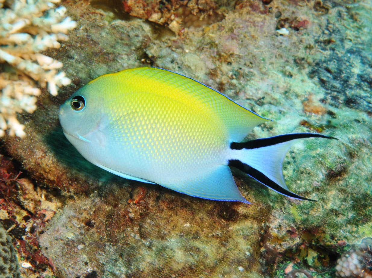 Swallowtail Angelfish Female - Violet Sea Fish and Coral