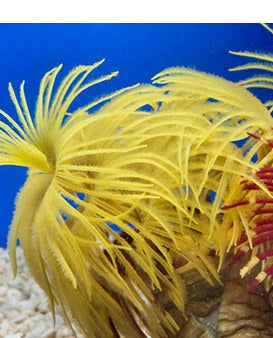 Royal Golden Yellow Feather Duster - Violet Aquarium 