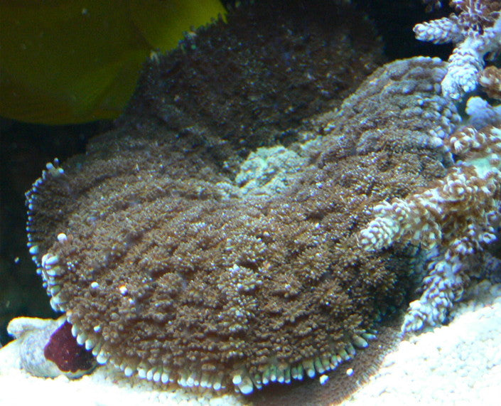 Assorted Bullseye Mushroom Size:  M 0.75" to 1" Approx