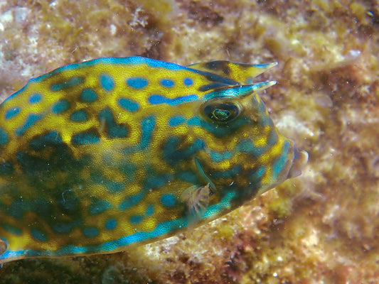 Scrawled Cowfish