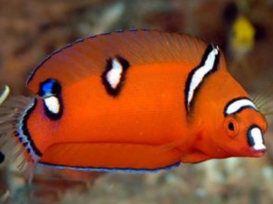African Red Clown Coris Wrasse Juvenile Size: M 2" to 3"