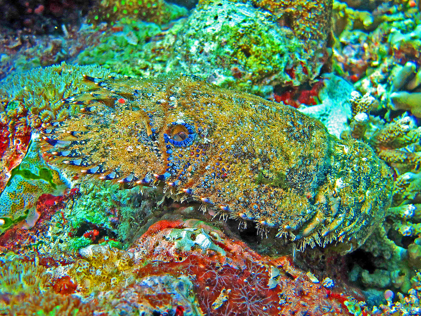 Sculptured Slipper Lobster Size: M 2" to 3"
