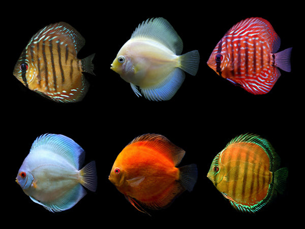 Discus Assorted(Maldives) Size: Tiny 1