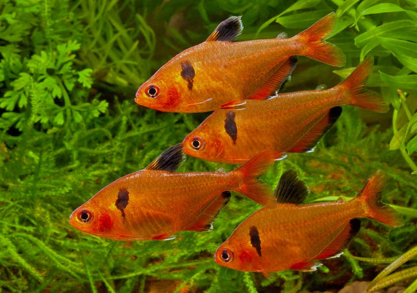 Red Serpae Tetra