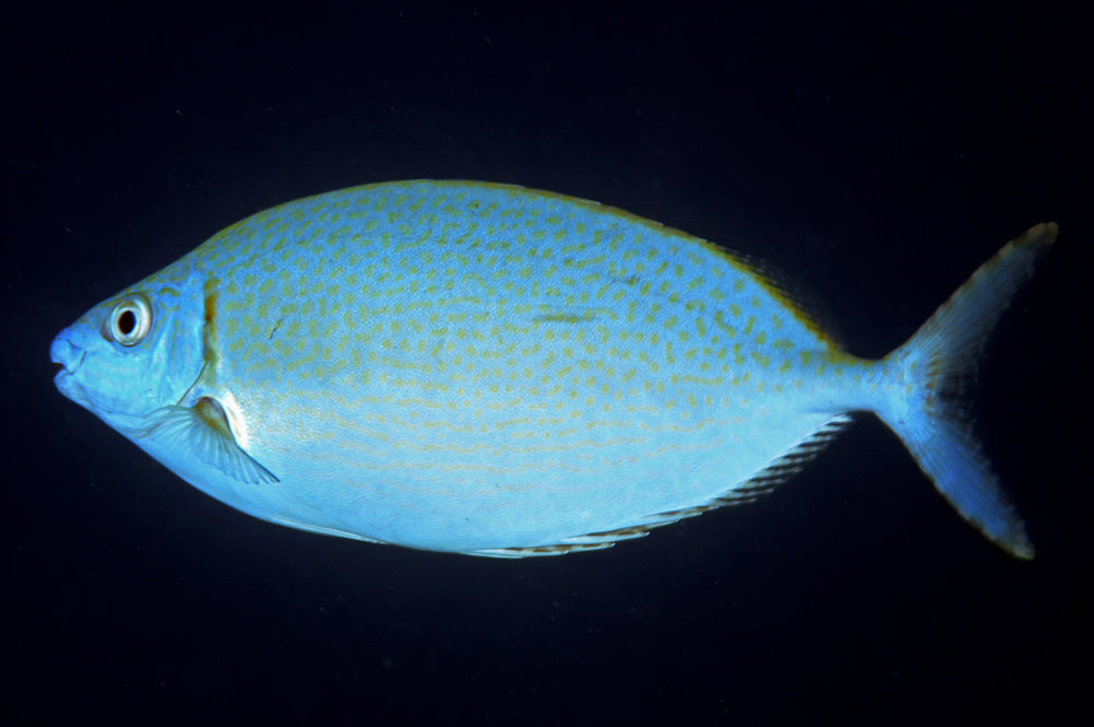 Forktail Rabbitfish (Tonga Special Grade) Size: XXL 5" to 6"