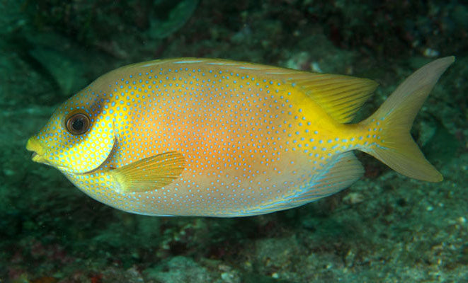 Blue Spotted Golden Rabbitfish Size : M 3" to 4"