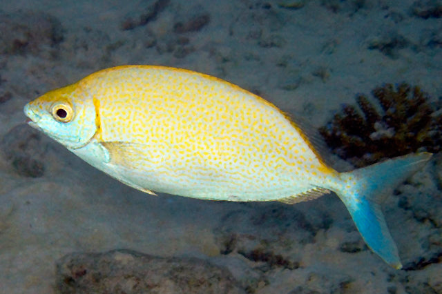 Forktail Rabbitfish (Tonga Special Grade) Size: XXL 5" to 6"