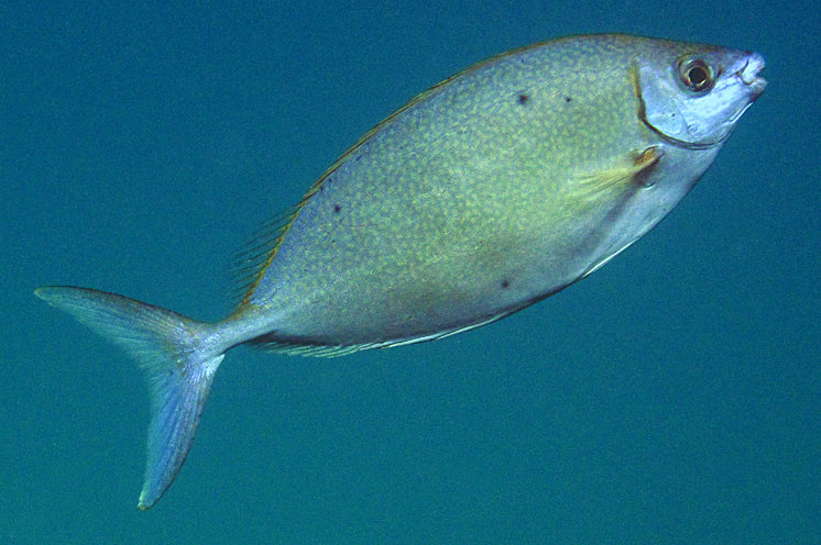 Forktail Rabbitfish Size: M 2" to 3"