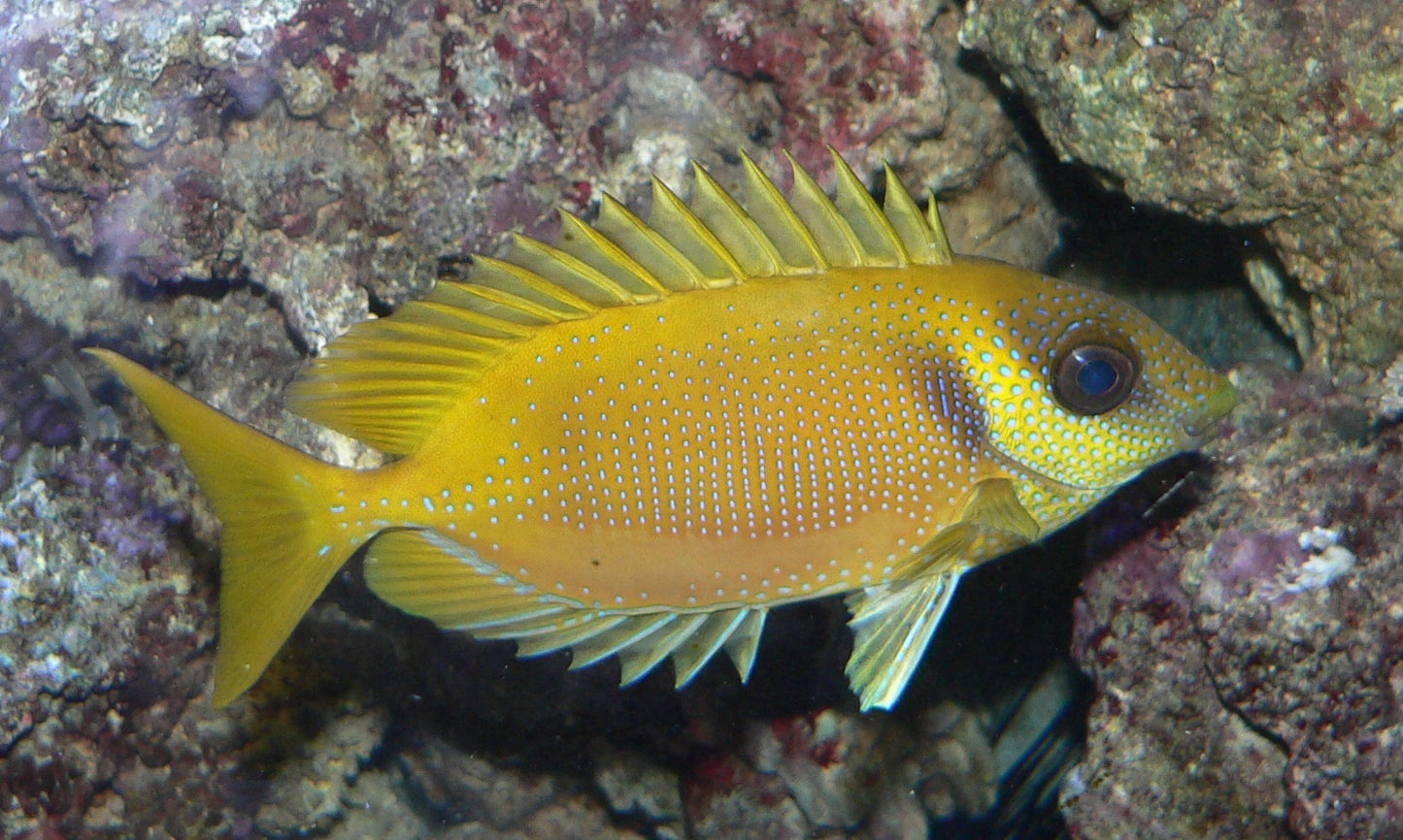 Blue Spotted Golden Rabbitfish Size : M 3" to 4"
