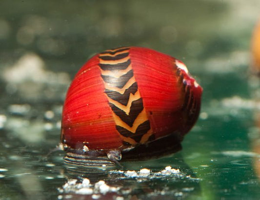 Red Nerite Snail