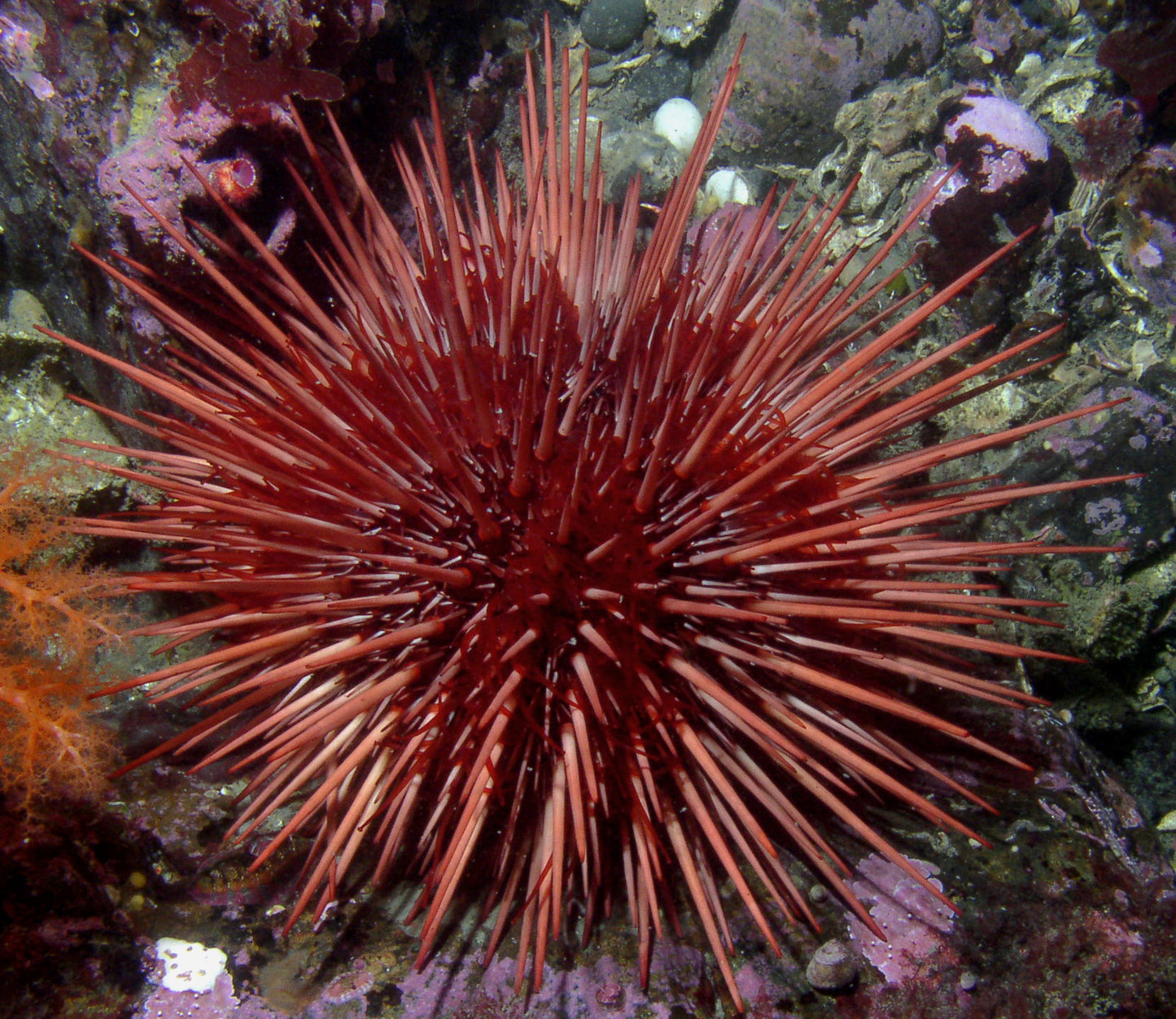 Pink Purple Pencil Urchin