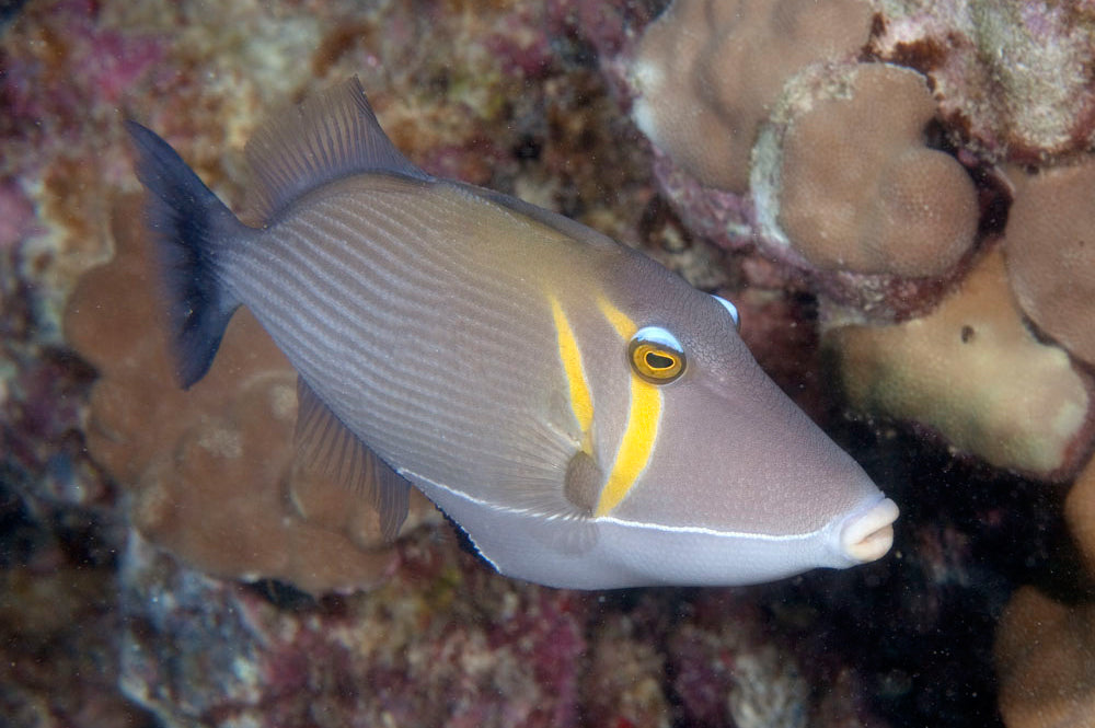 Lei Boomerang Triggerfish Size: ML 3" to 4" - Violet Aquarium 