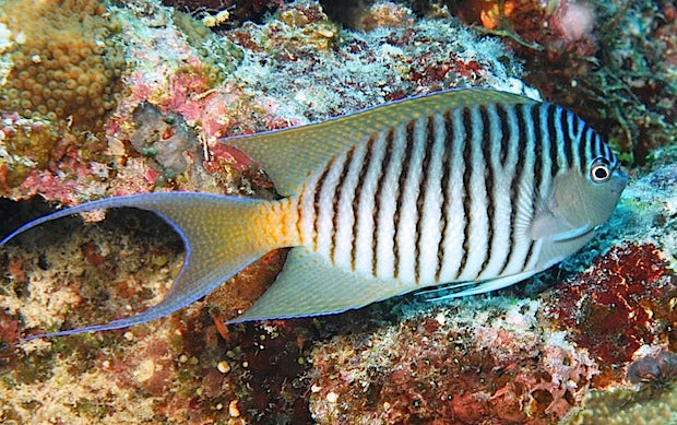 Swallowtail Angelfish Male (Reefsafe) Size: L 5" to 6"