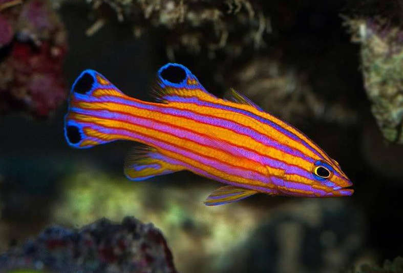 Swiss Guard Basslet Fish – Violet Aquarium