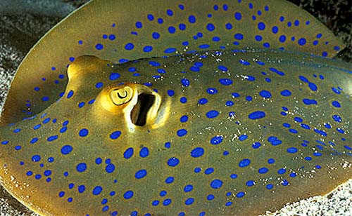 Blue Spotted Ribbon Tail Sting Ray (Circular Body Shape) Size: S 10" to 14" approx Head to Tail Tip