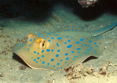 Blue Spotted Ribbon Tail Sting Ray (Circular Body Shape) Size: S 10" to 14" approx Head to Tail Tip