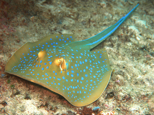 Blue Spotted Ribbon Tail Sting Ray (Circular Body Shape) Size: S 12" approx Head to Tail Tip