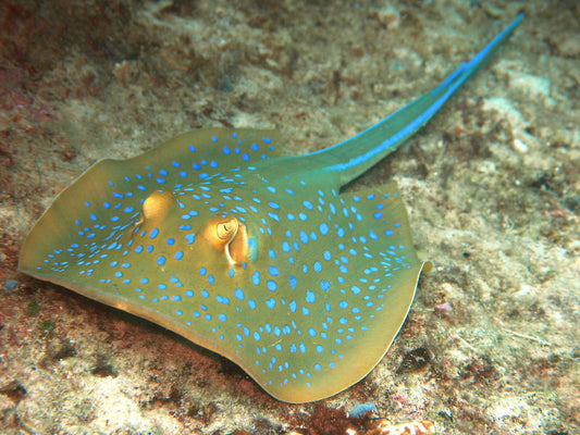 Blue Spotted Ribbon Tail Sting Ray (Circular Body Shape) Size: M 14"to 16"  approx Head to Tail Tip